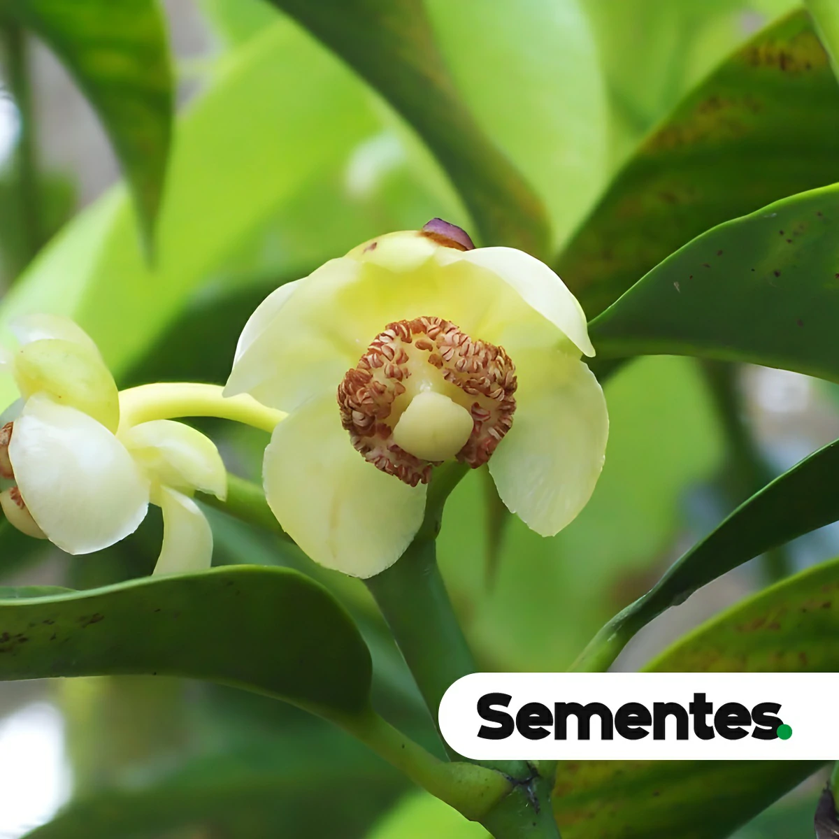 Garcinia macrophylla Mart. 3