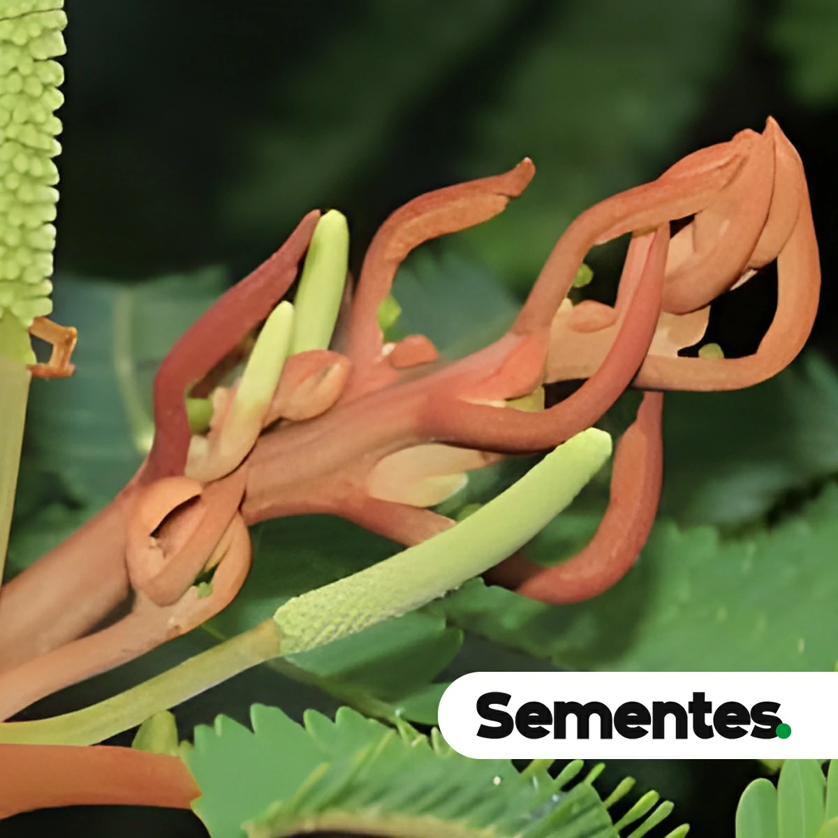 Sementes de fava