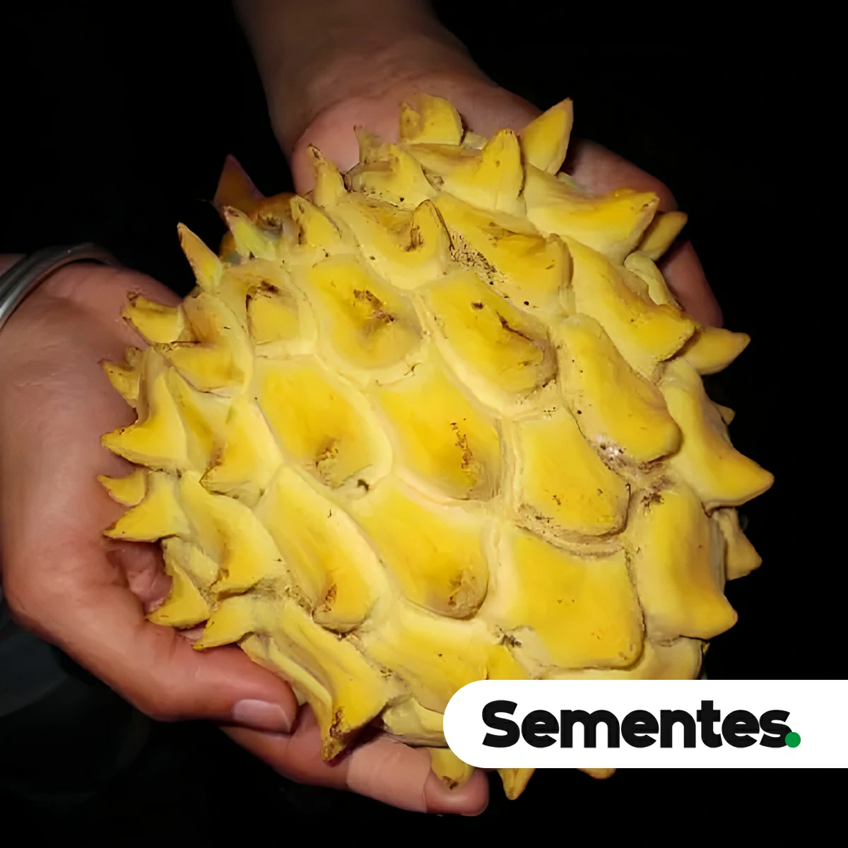 Sementes de araticum