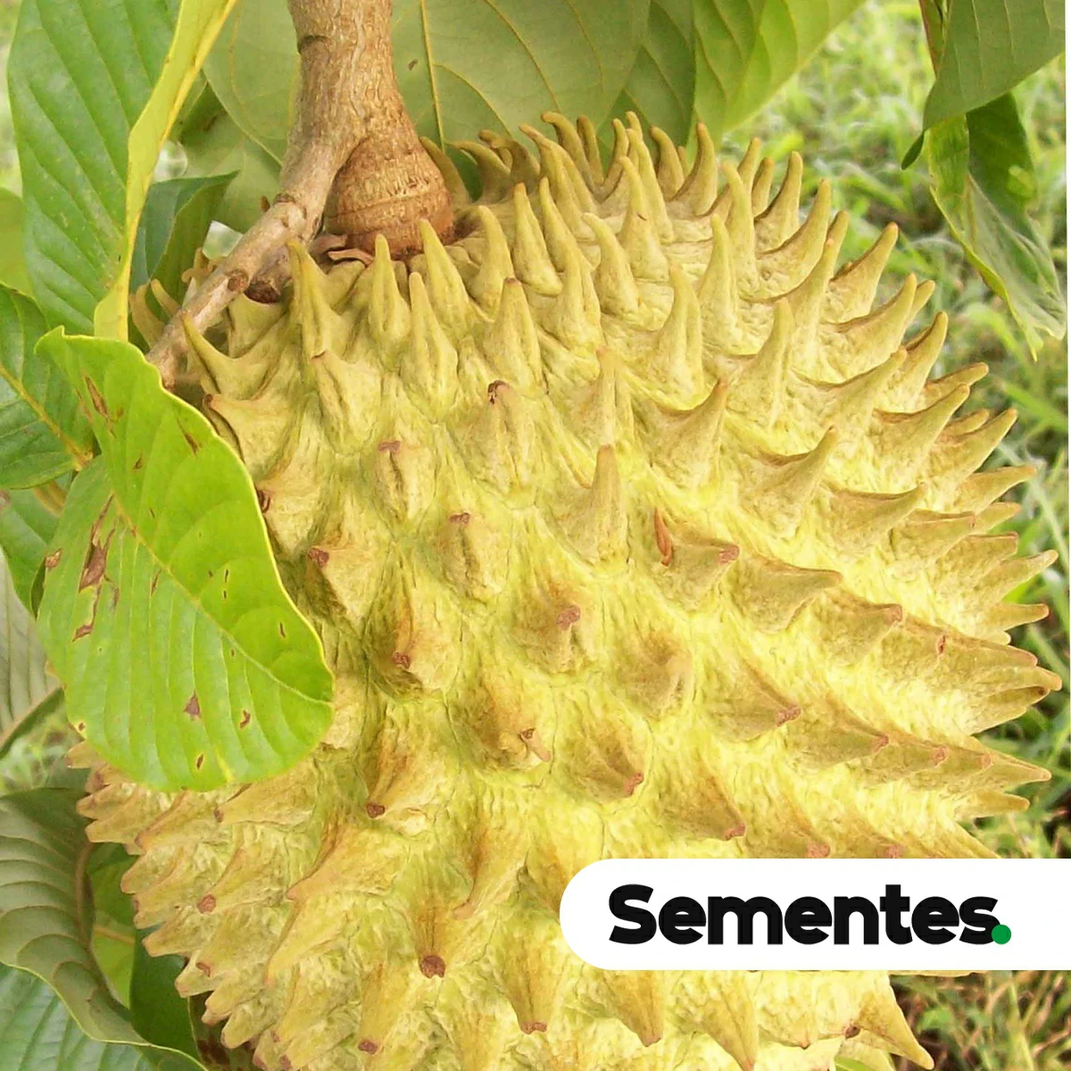 Annona mucosa Jacq. 3