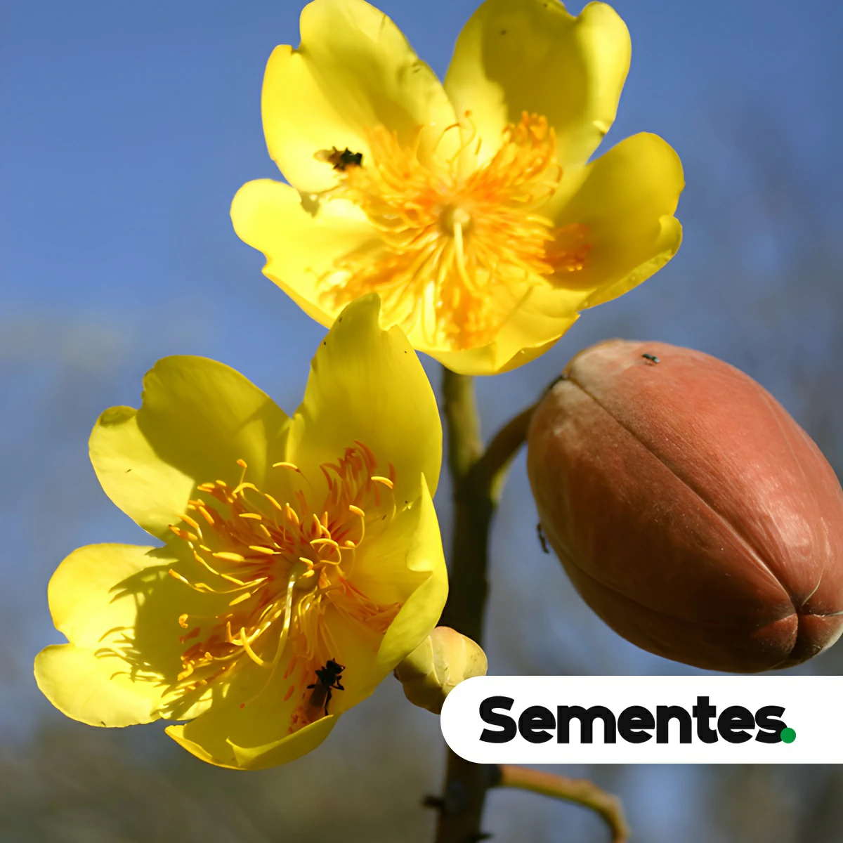 Sementes de buxixão