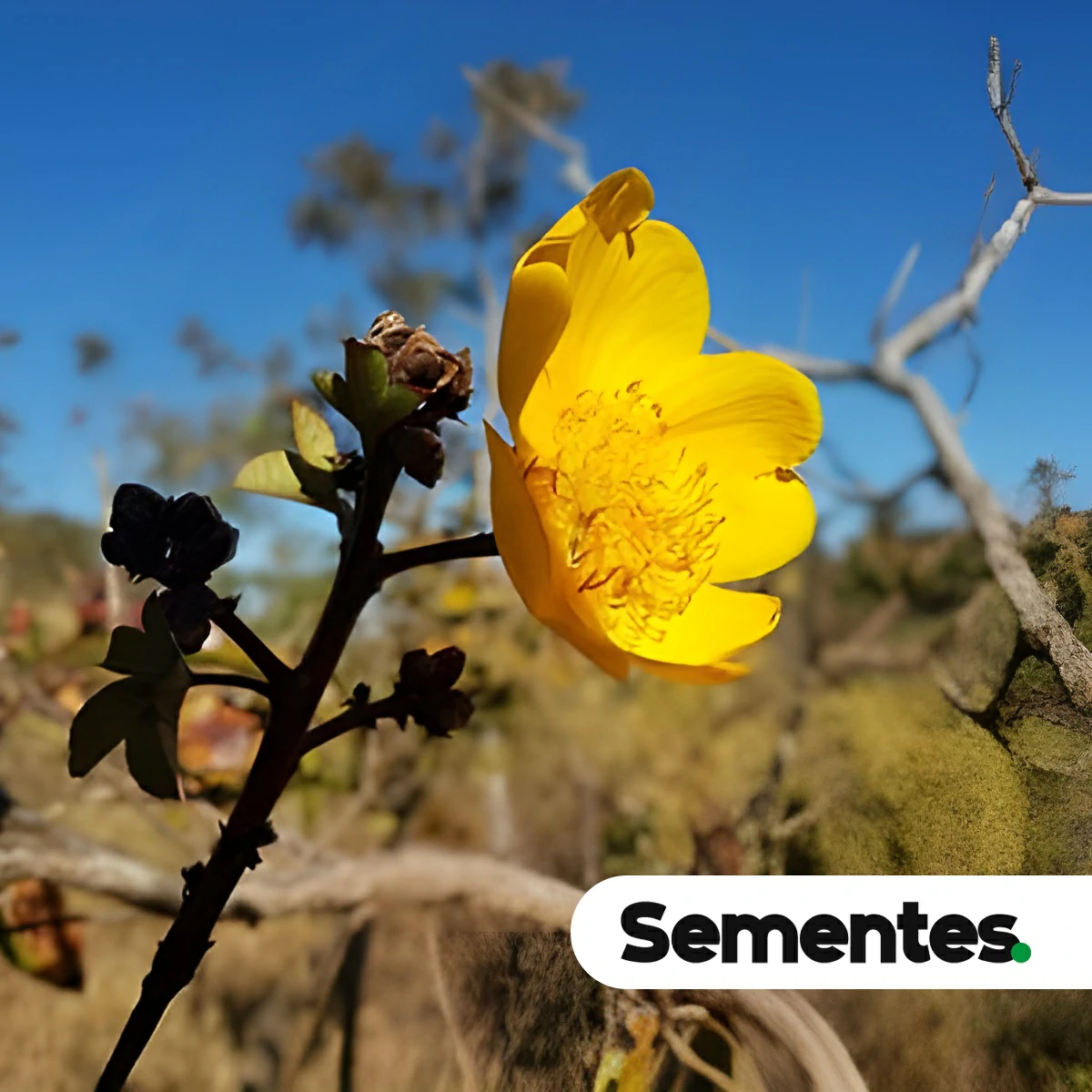 Cochlospermum orinocense (Kunth) Steud. 3