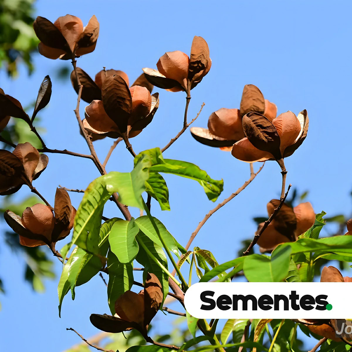 Cochlospermum orinocense (Kunth) Steud. 4