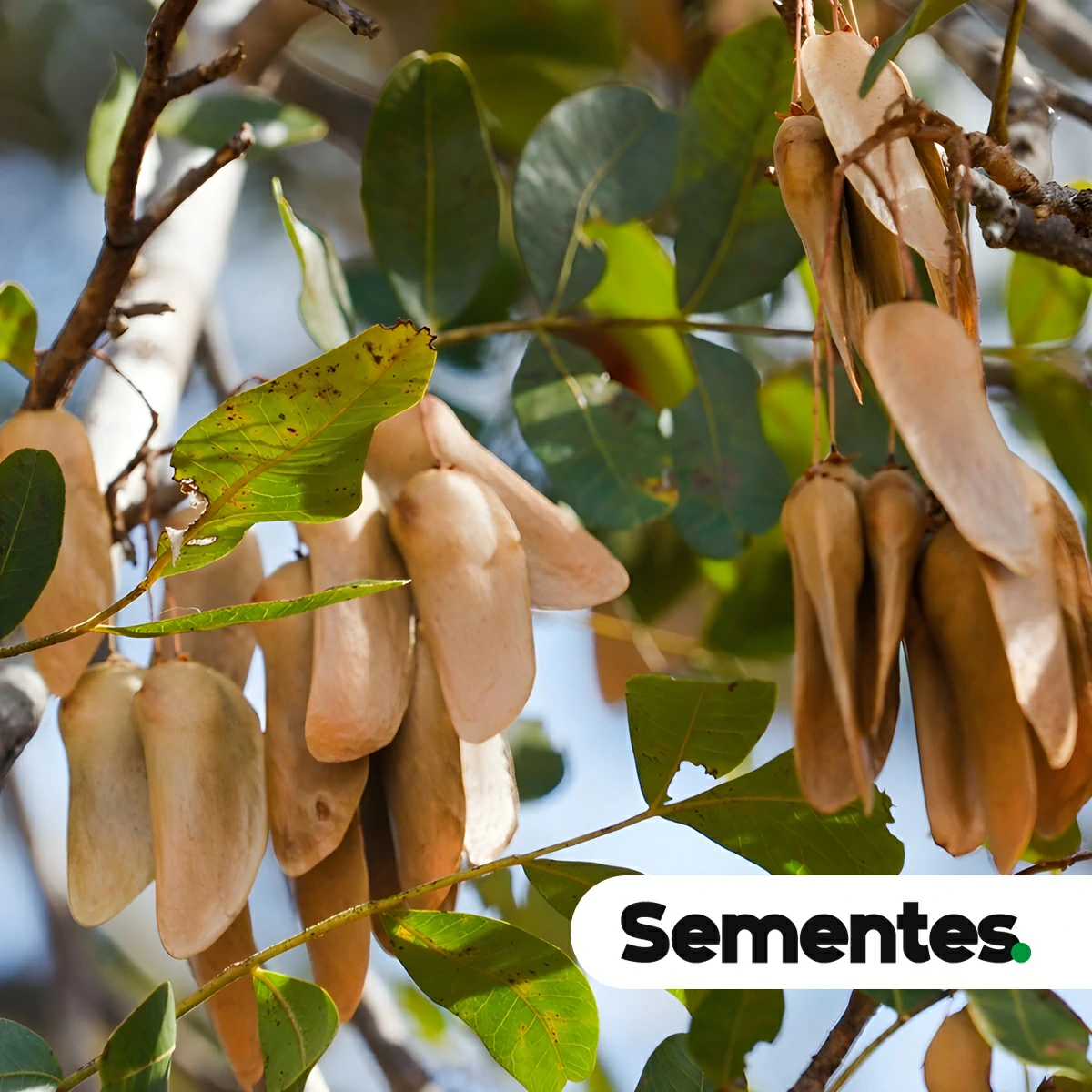 Sementes de baraúna