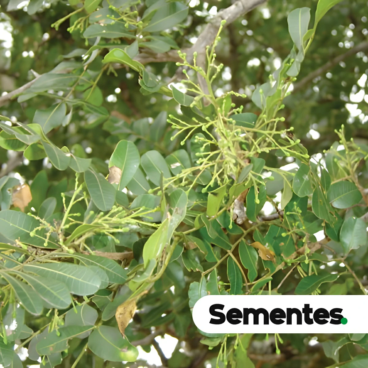 Schinopsis brasiliensis Engl. 3