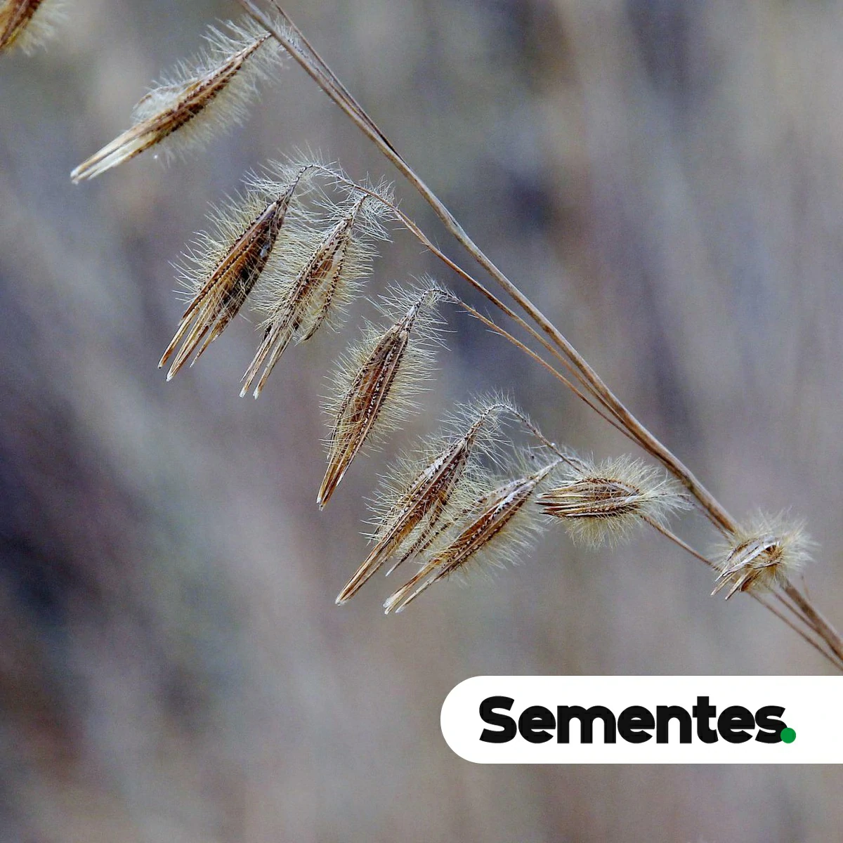 Loudetiopsis chrysothrix (Nees) Conert 2