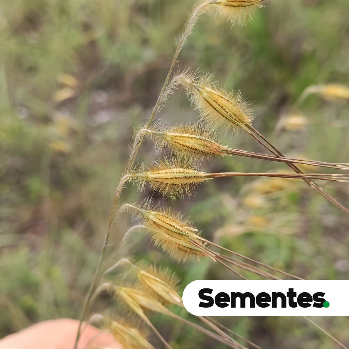 Loudetiopsis chrysothrix (Nees) Conert 3