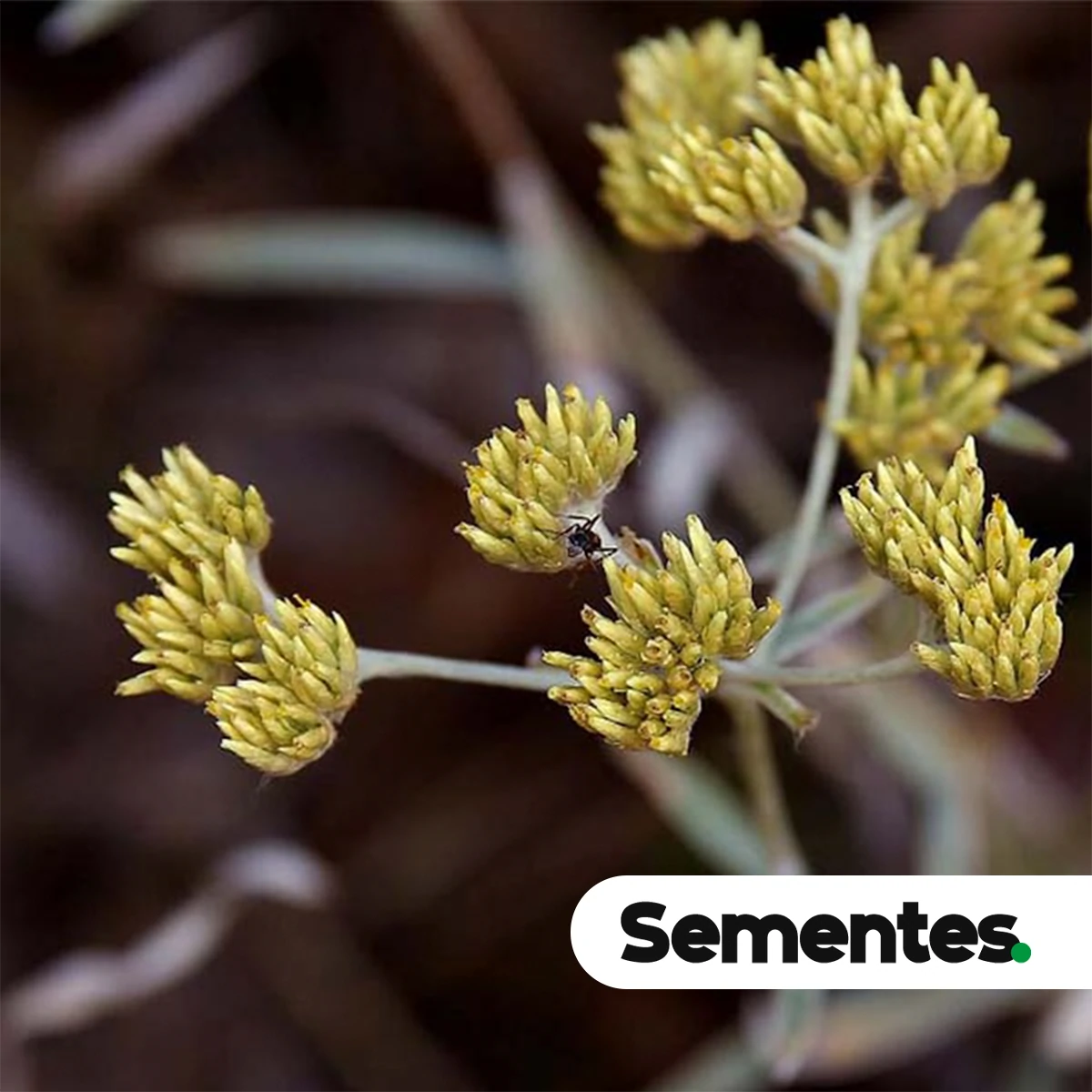 Sementes de Achyrocline satureioides