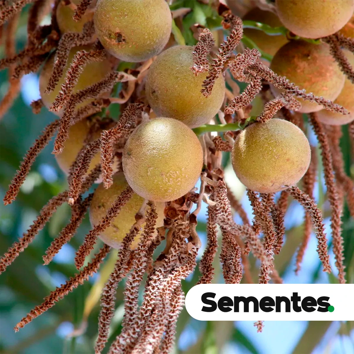 Sementes de mucajá