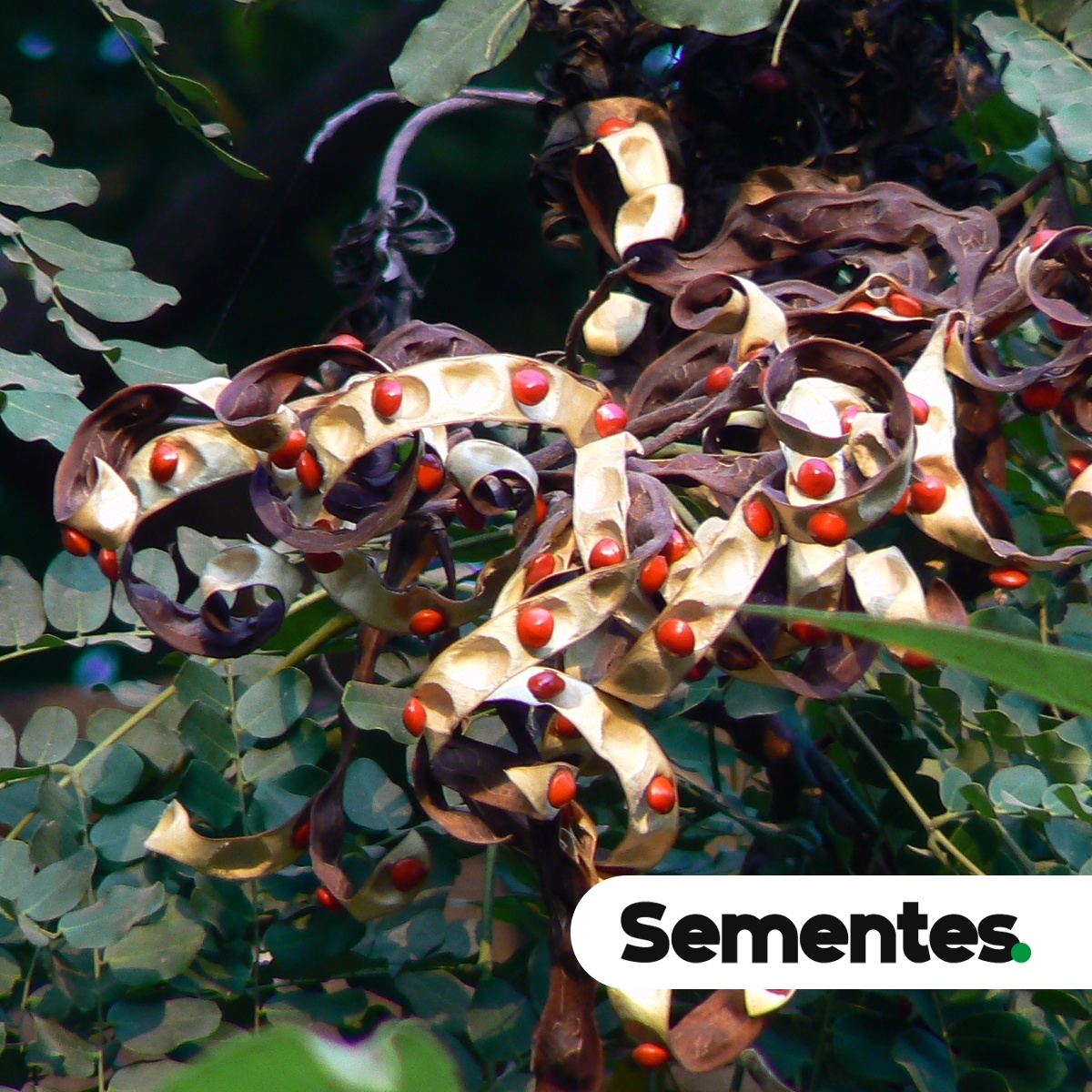Sementes de tento-carolina