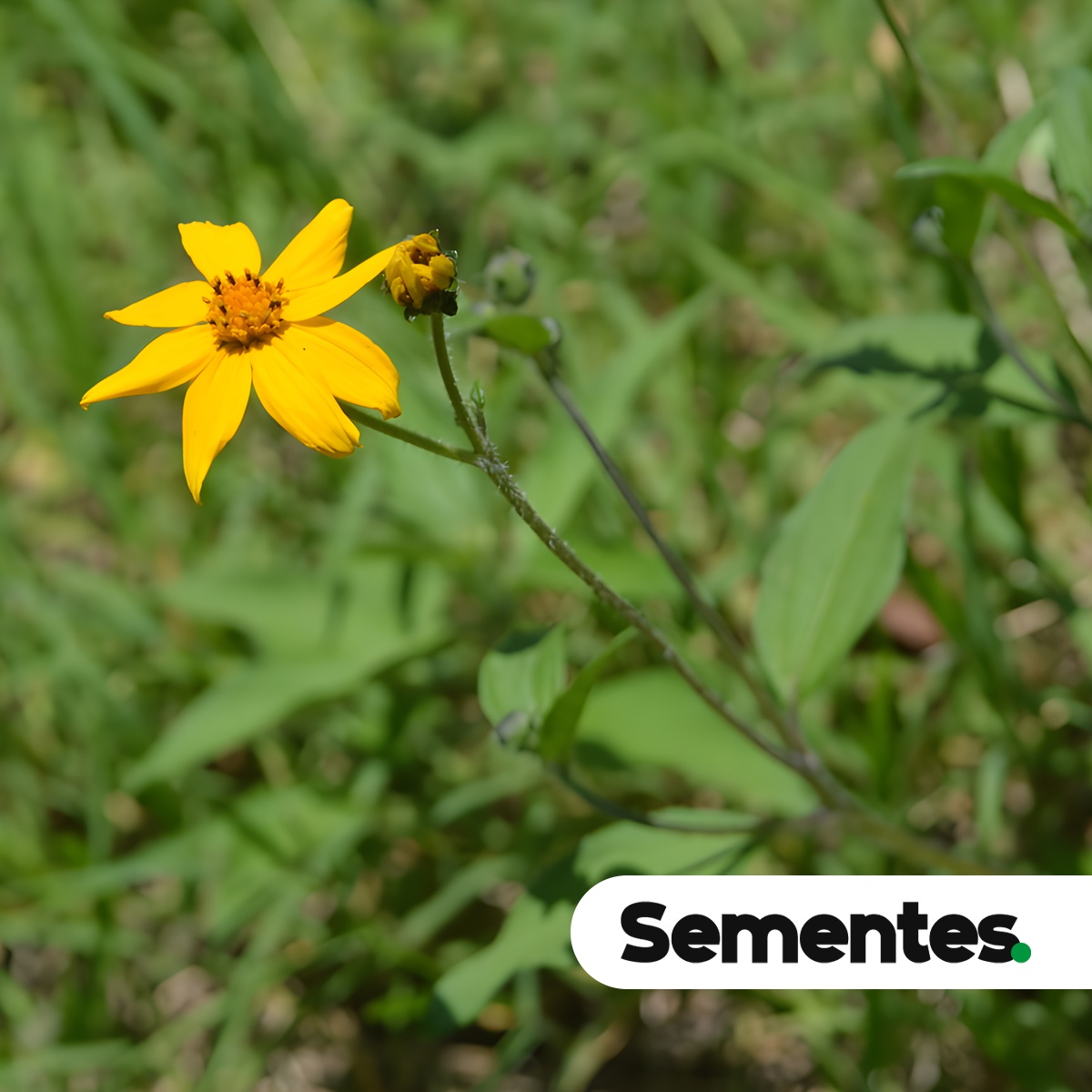 Sementes de Aldama filifolia
