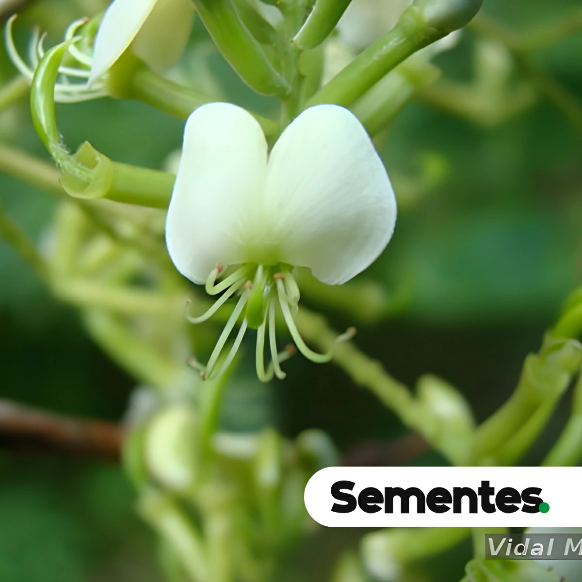 Sementes de cerejeira
