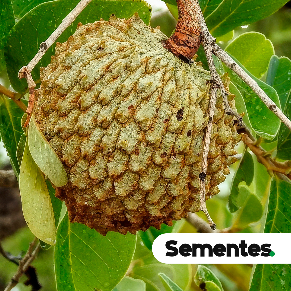 Sementes de acanga