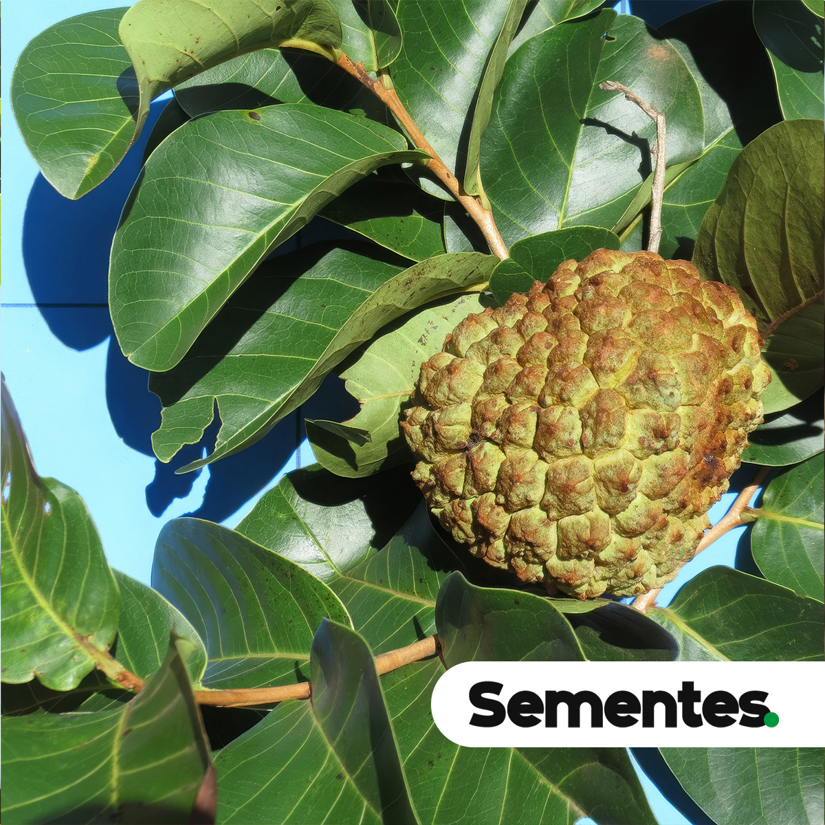 Annona crassiflora Mart. 2