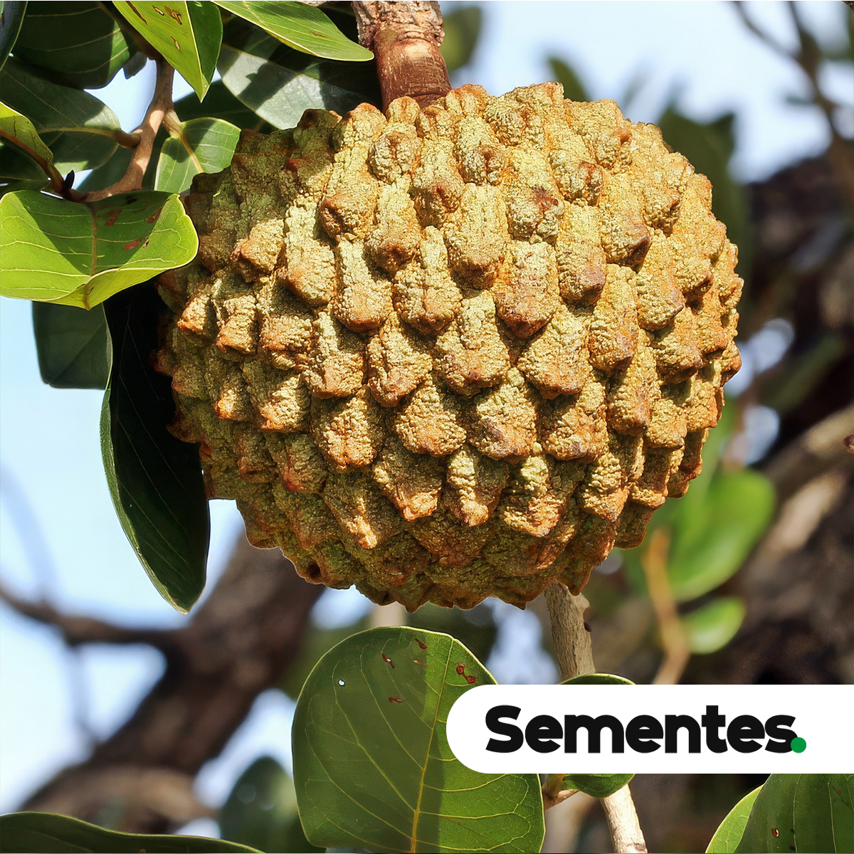 Annona crassiflora Mart. 3