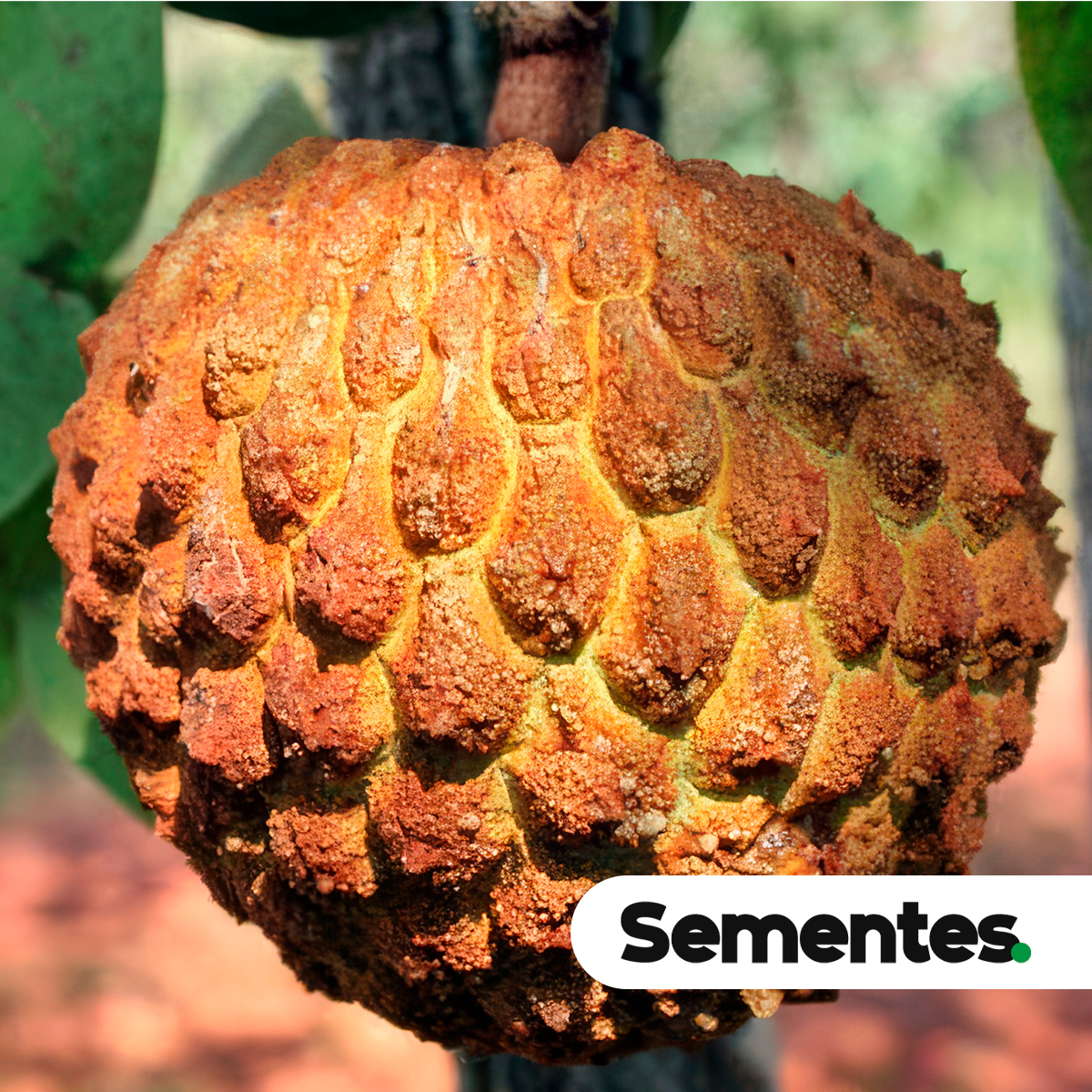 Annona crassiflora Mart. 4