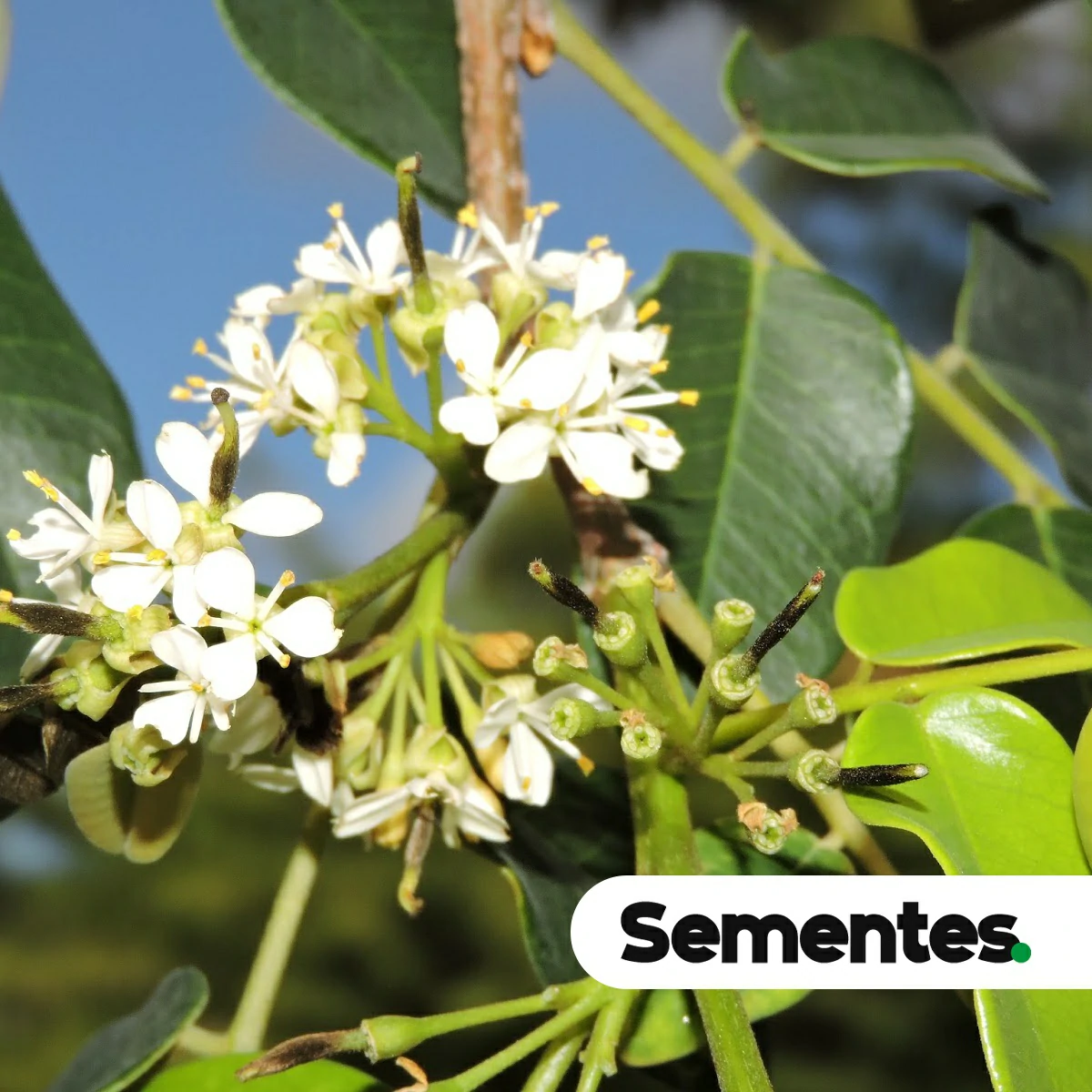 Sementes de grápia