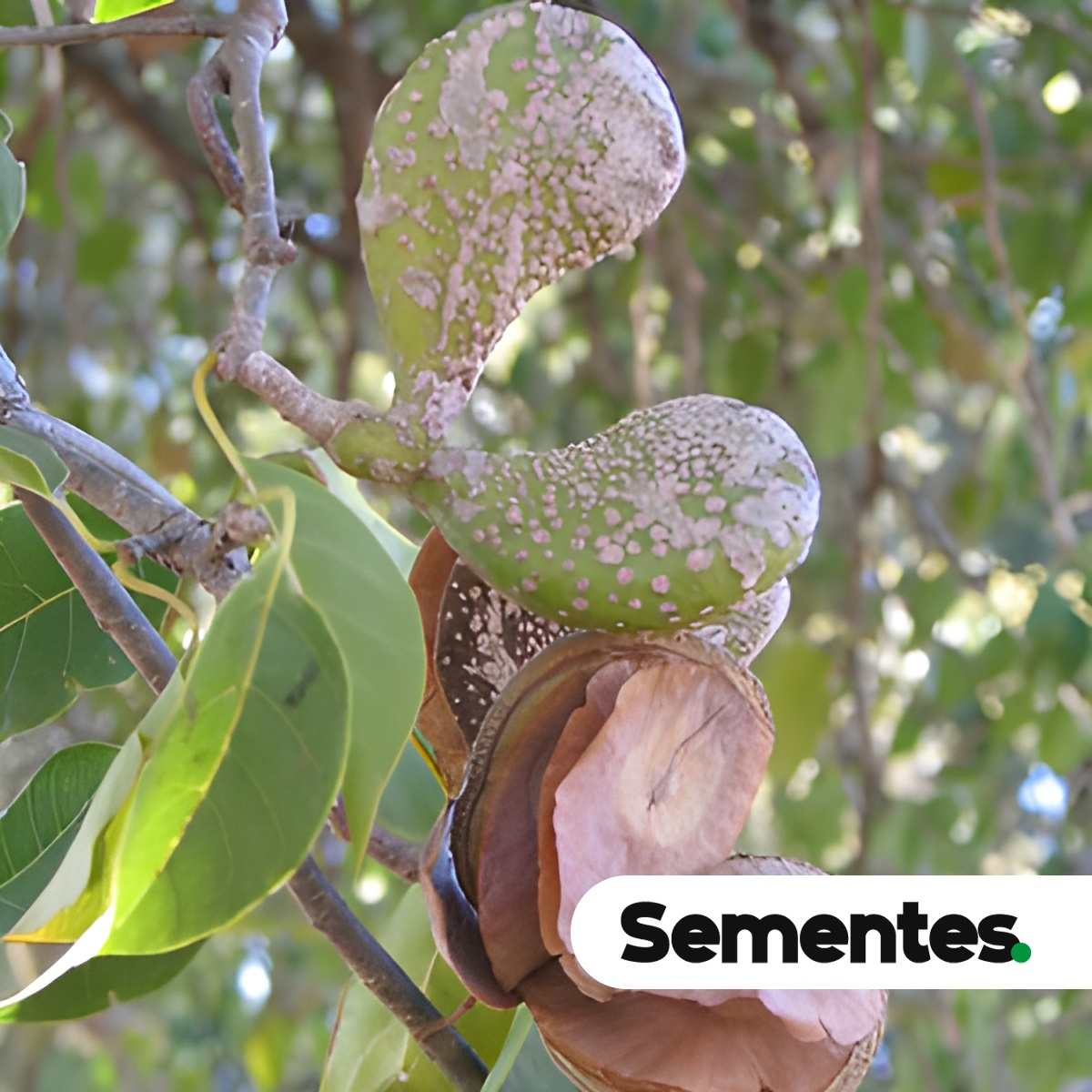 Sementes de guatambu