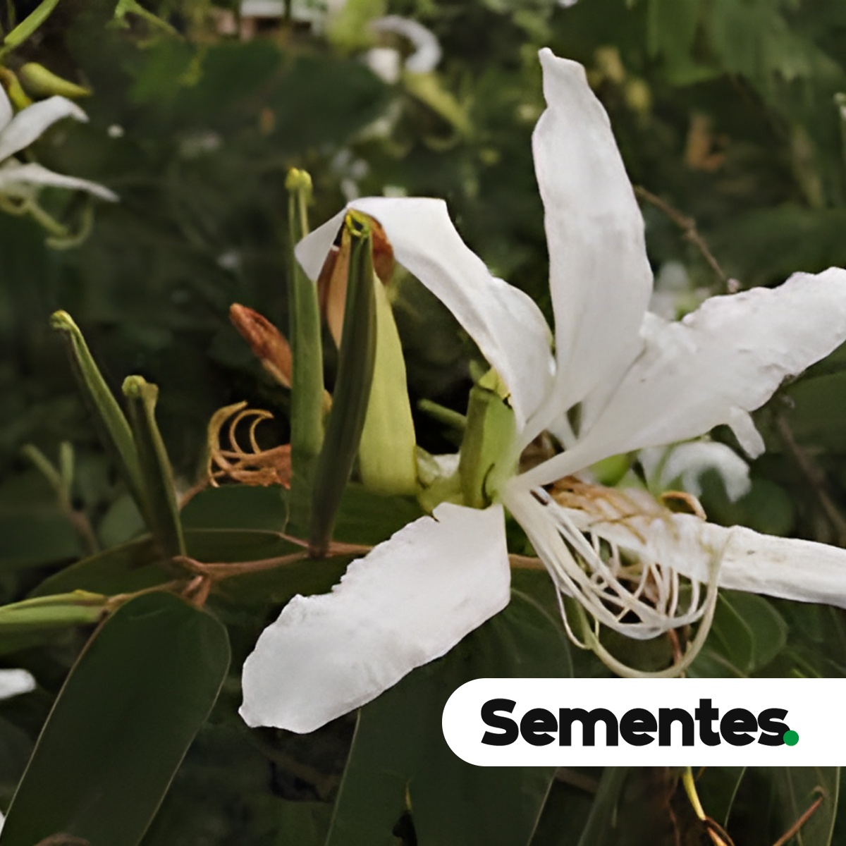 Sementes de pata-de-vaca