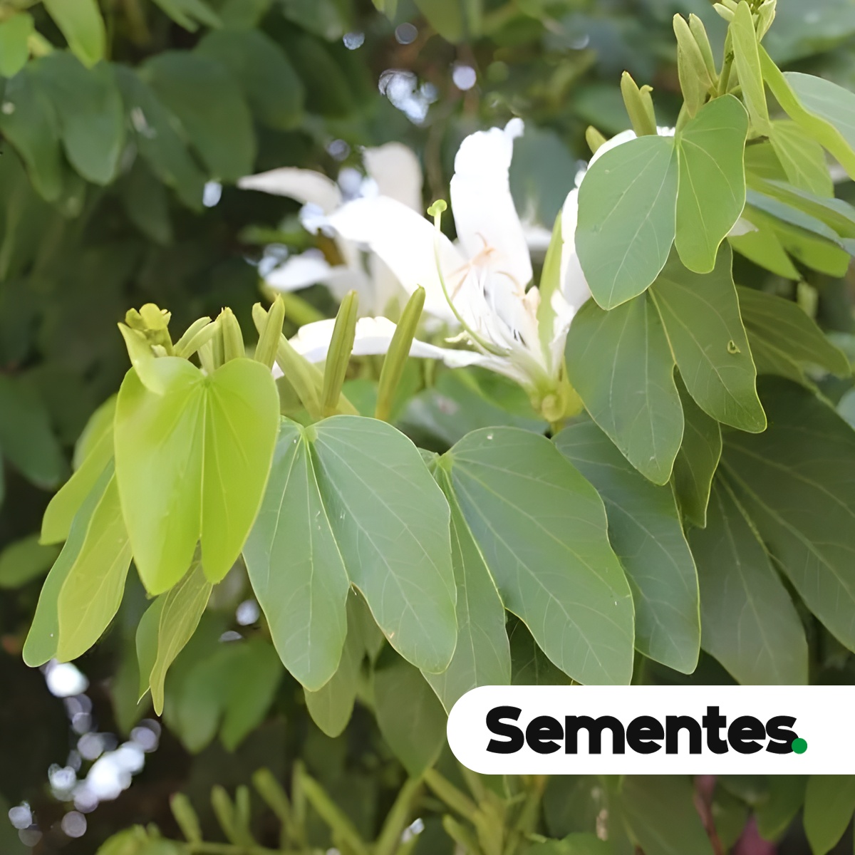 Bauhinia forficata Link 2
