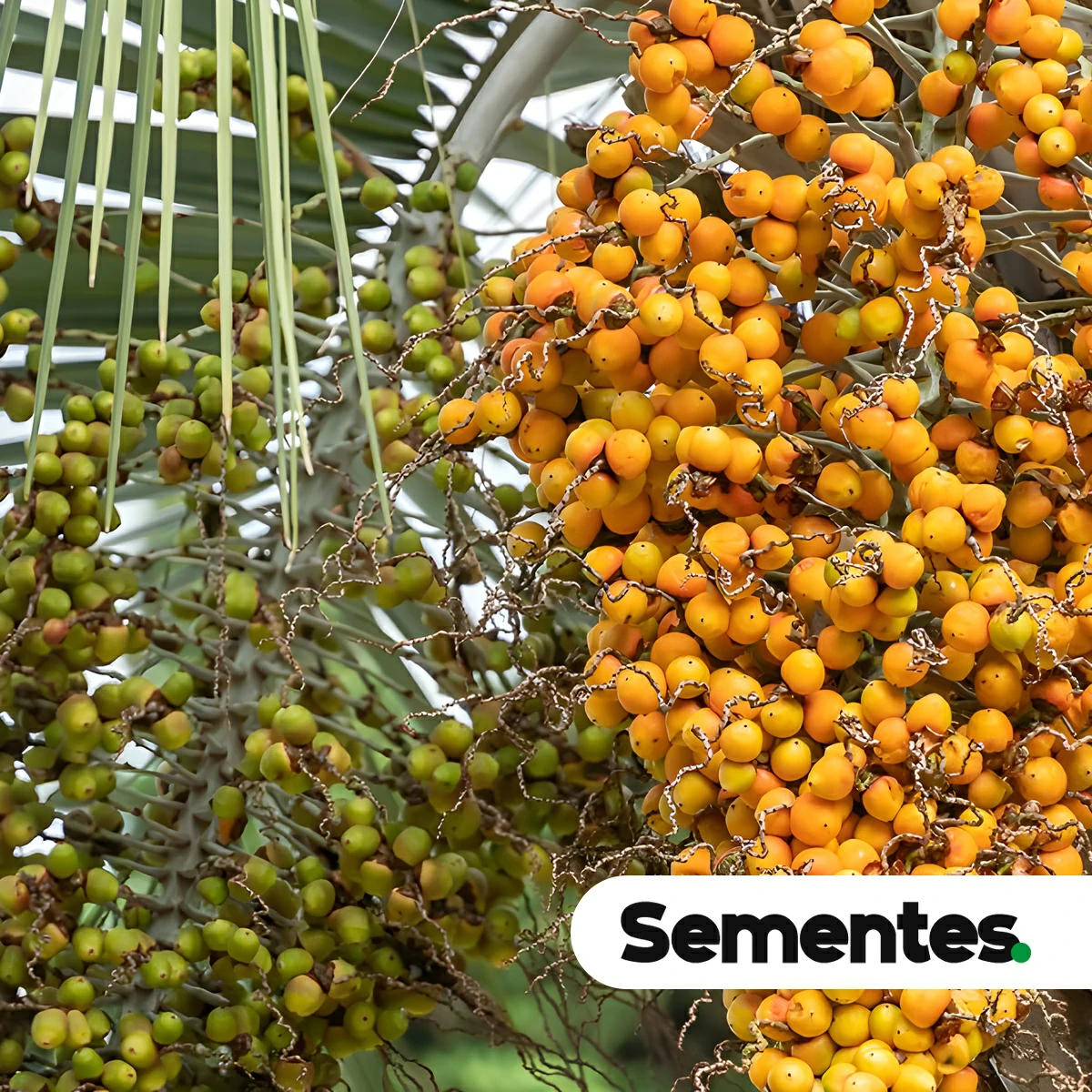 Sementes de coco-azedinho