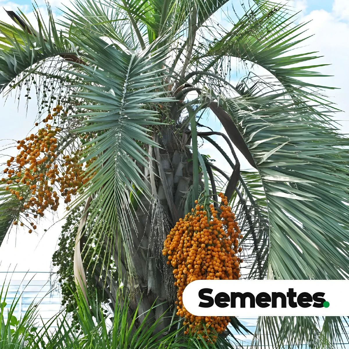 Butia capitata (Mart.) Becc. 2