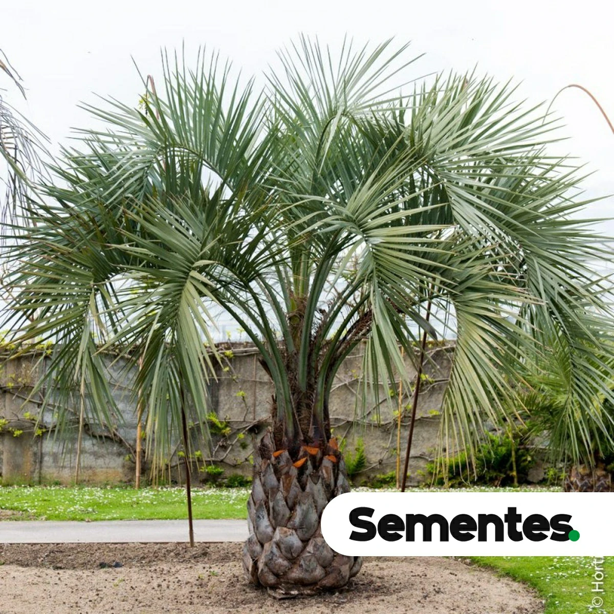 Butia capitata (Mart.) Becc. 3