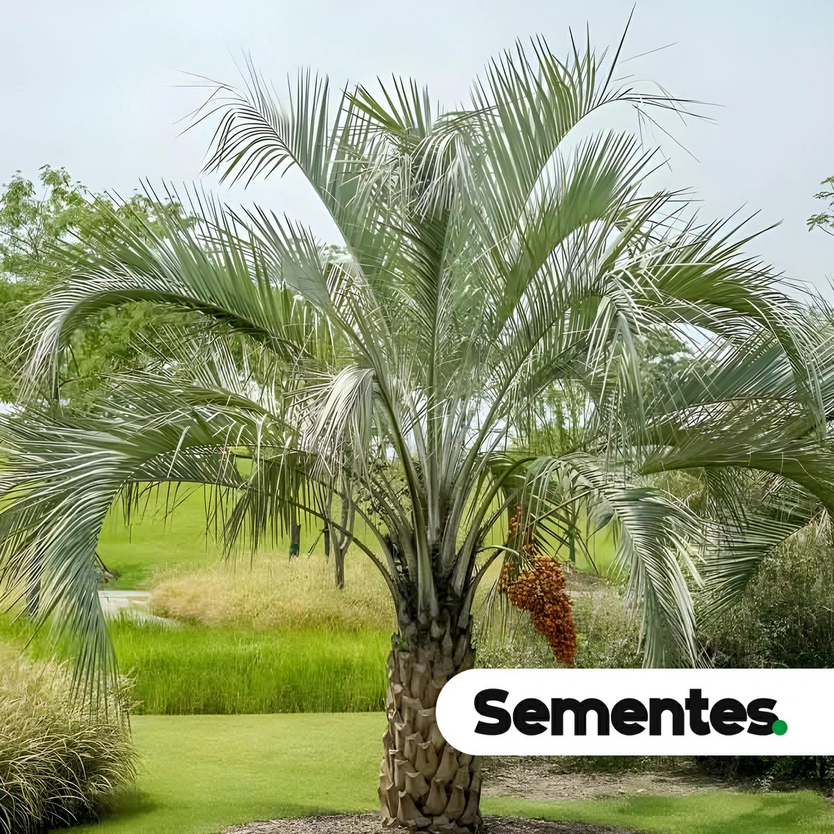 Butia capitata (Mart.) Becc. 5
