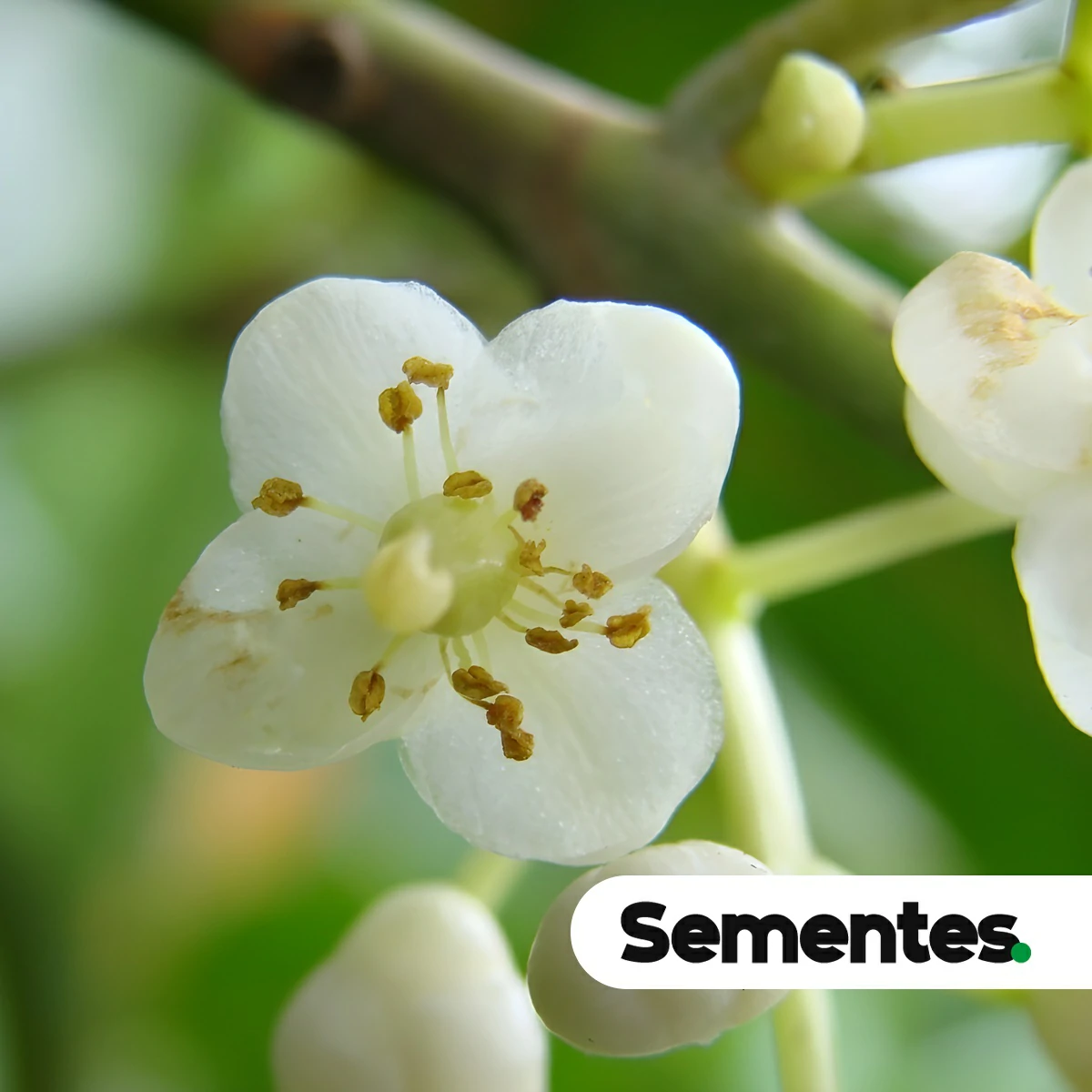 Sementes de guanandi