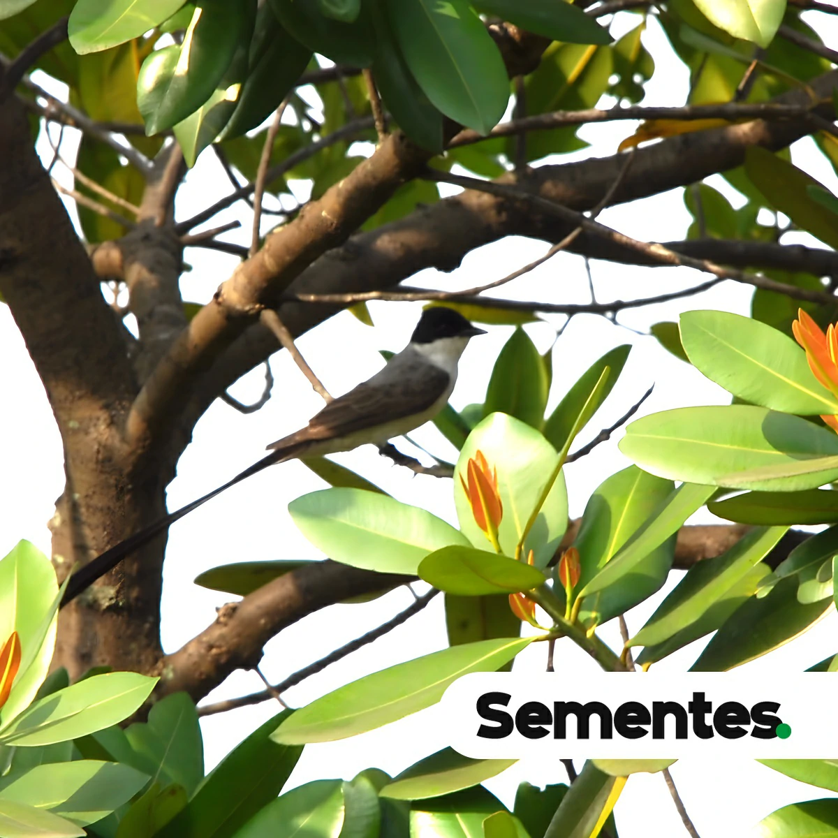 Calophyllum brasiliense Cambess. 2
