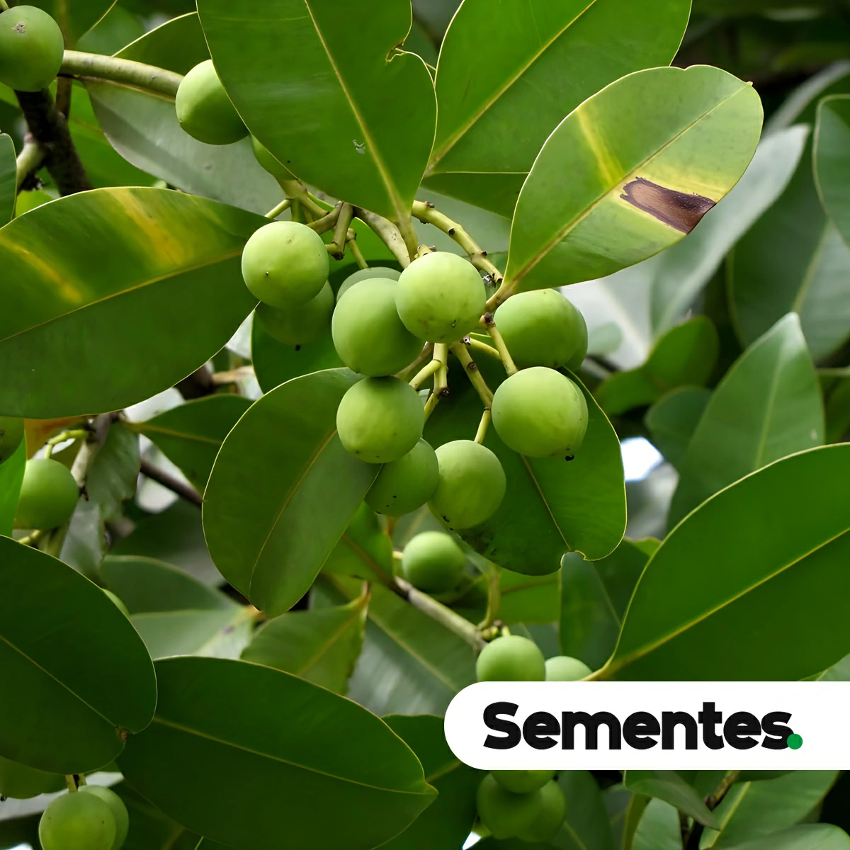 Calophyllum brasiliense Cambess. 3
