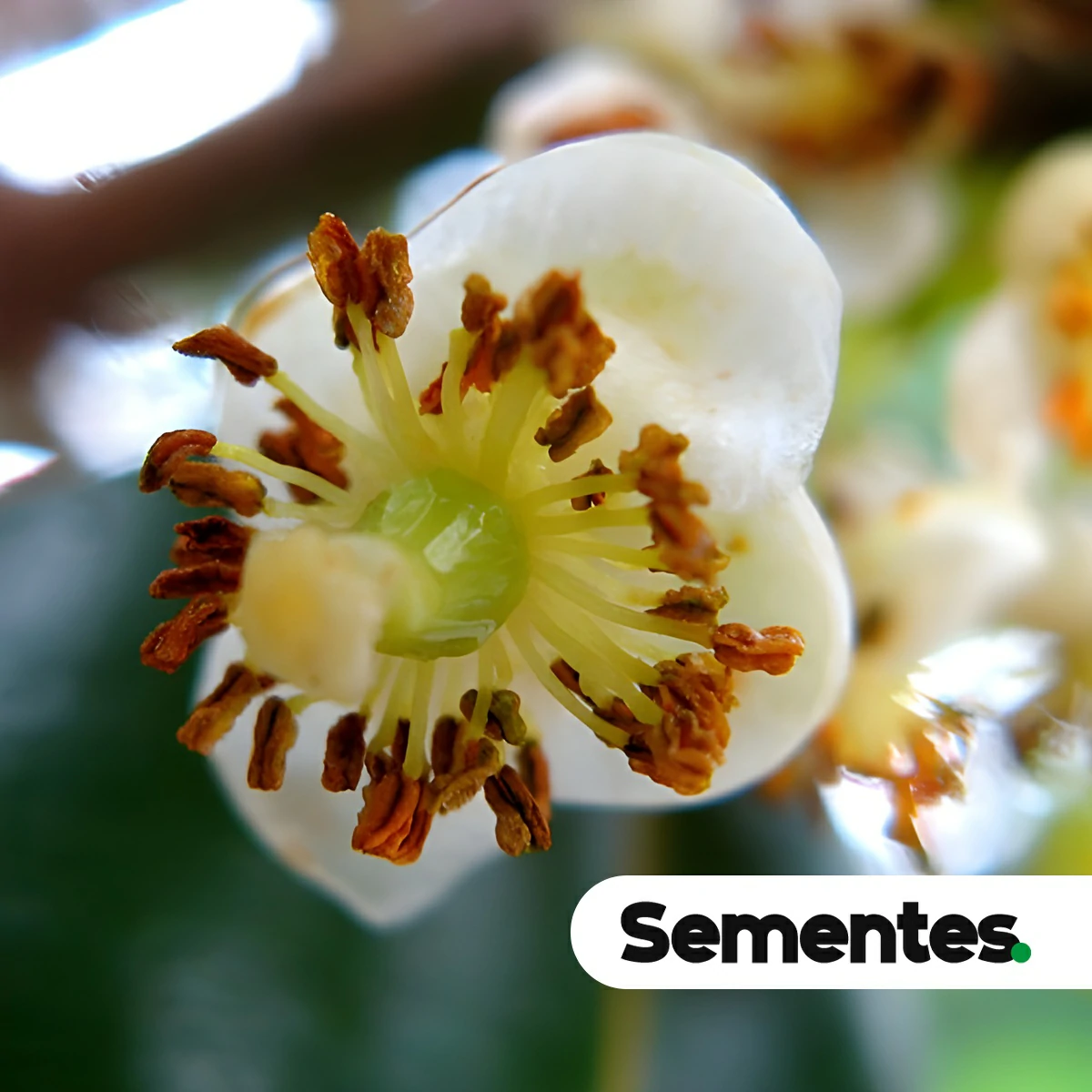 Calophyllum brasiliense Cambess. 4