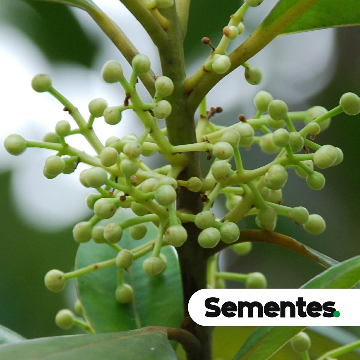 Calophyllum brasiliense Cambess. 5