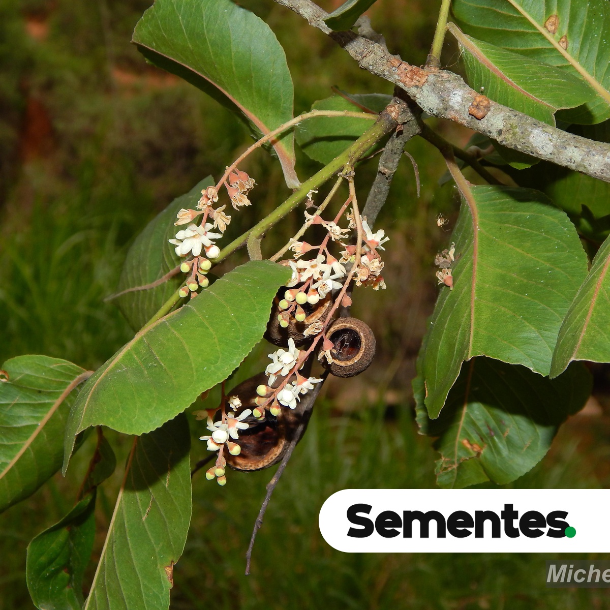 Cariniana estrellensis (Raddi) Kuntze 5