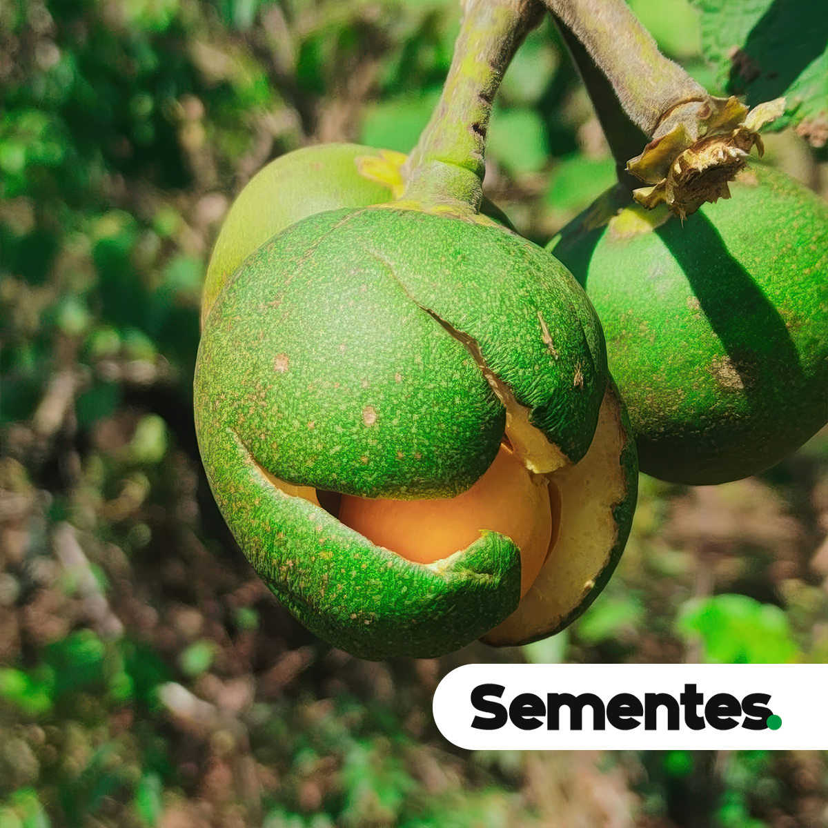 Sementes de pequi
