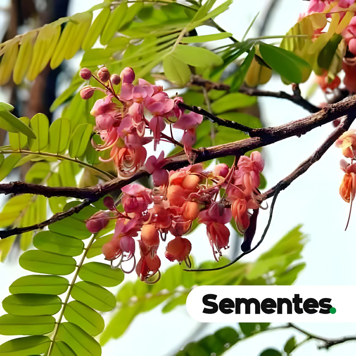 Cassia grandis L.f. 2