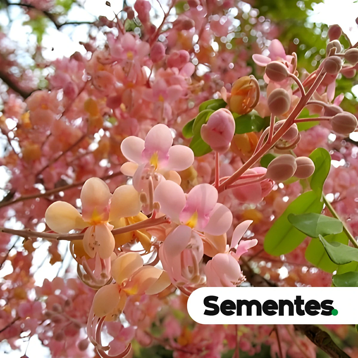 Cassia grandis L.f. 4