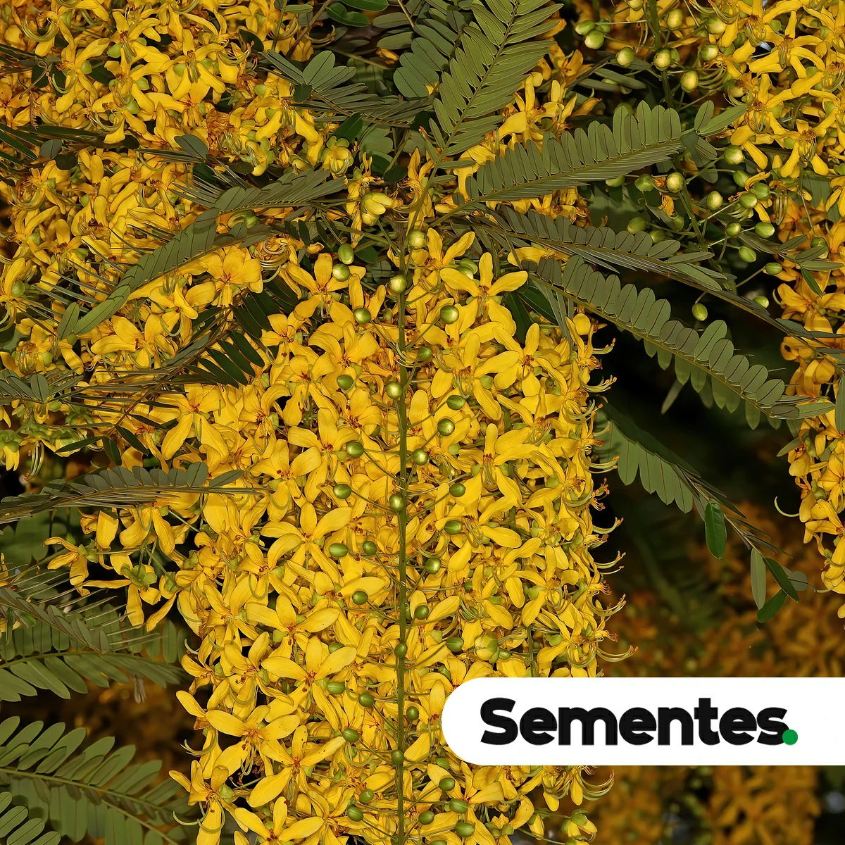 Cassia ferruginea var. velloziana H.S.Irwin & Barneby 2