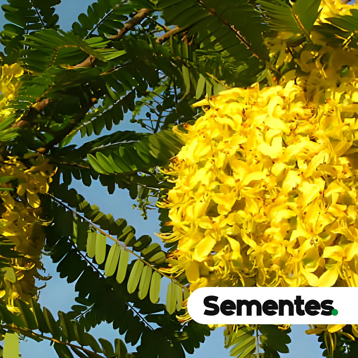 Cassia ferruginea var. velloziana H.S.Irwin & Barneby 3