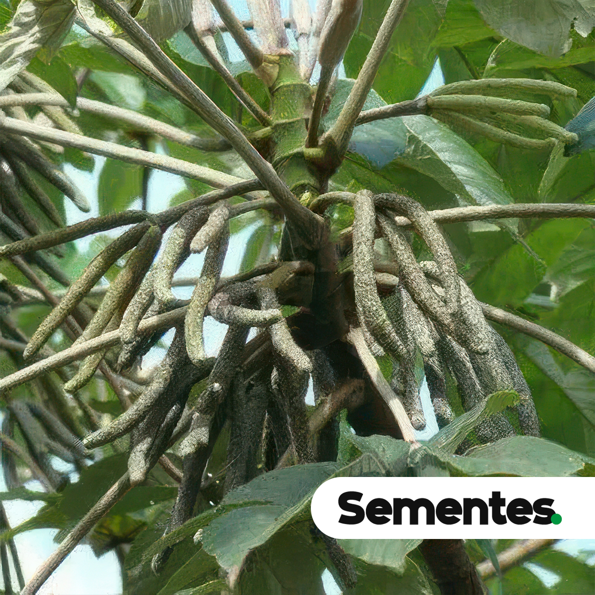 Sementes de embaúba