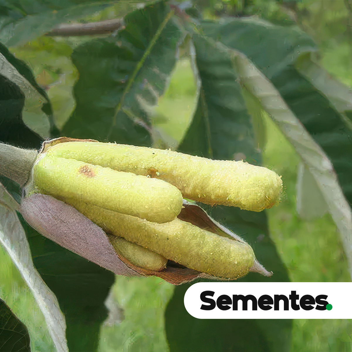 Cecropia pachystachya Trécul 2