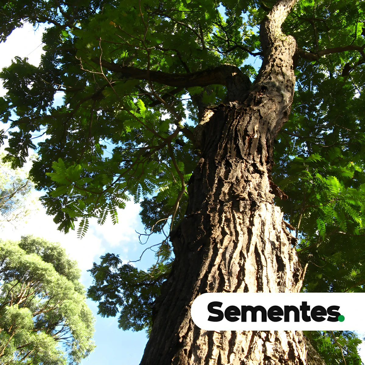 Sementes de cedro