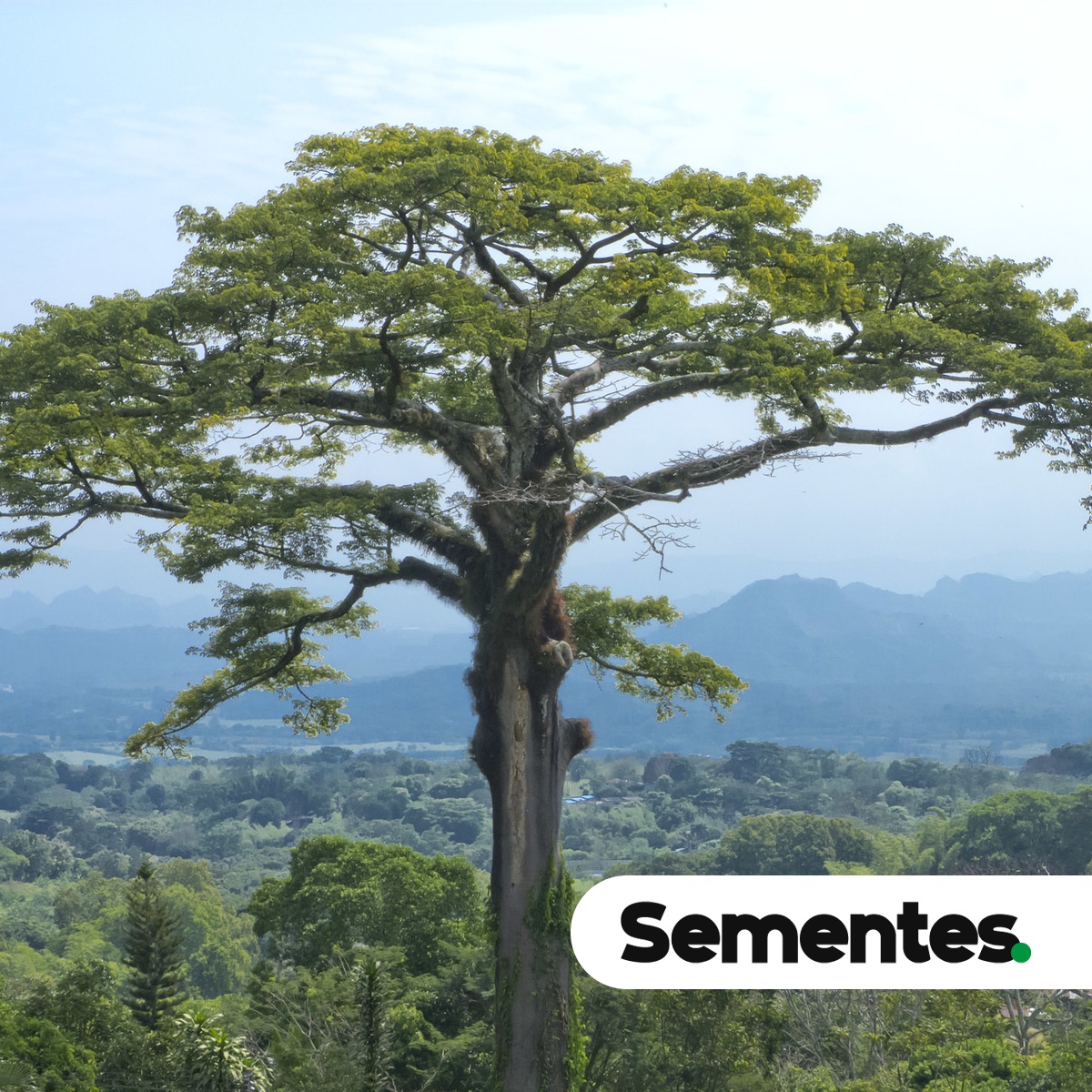 Sementes de samaúma