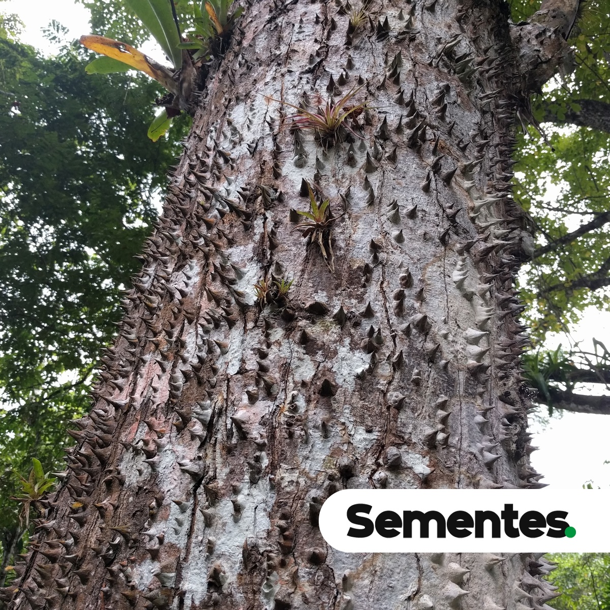 Ceiba pentandra (L.) Gaertn. 3