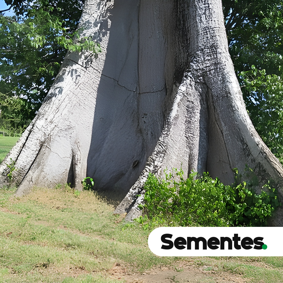 Ceiba pentandra (L.) Gaertn. 4