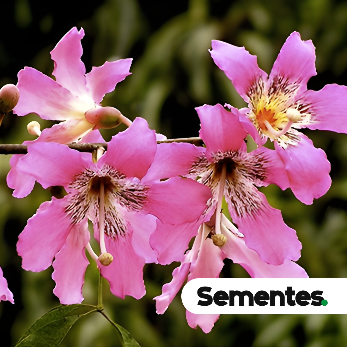 Sementes de paineira