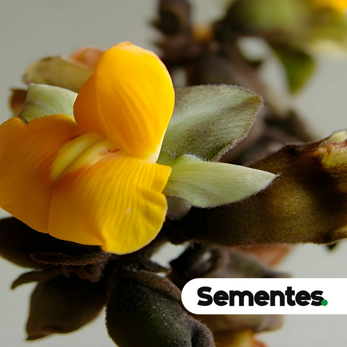 Sementes de araruva
