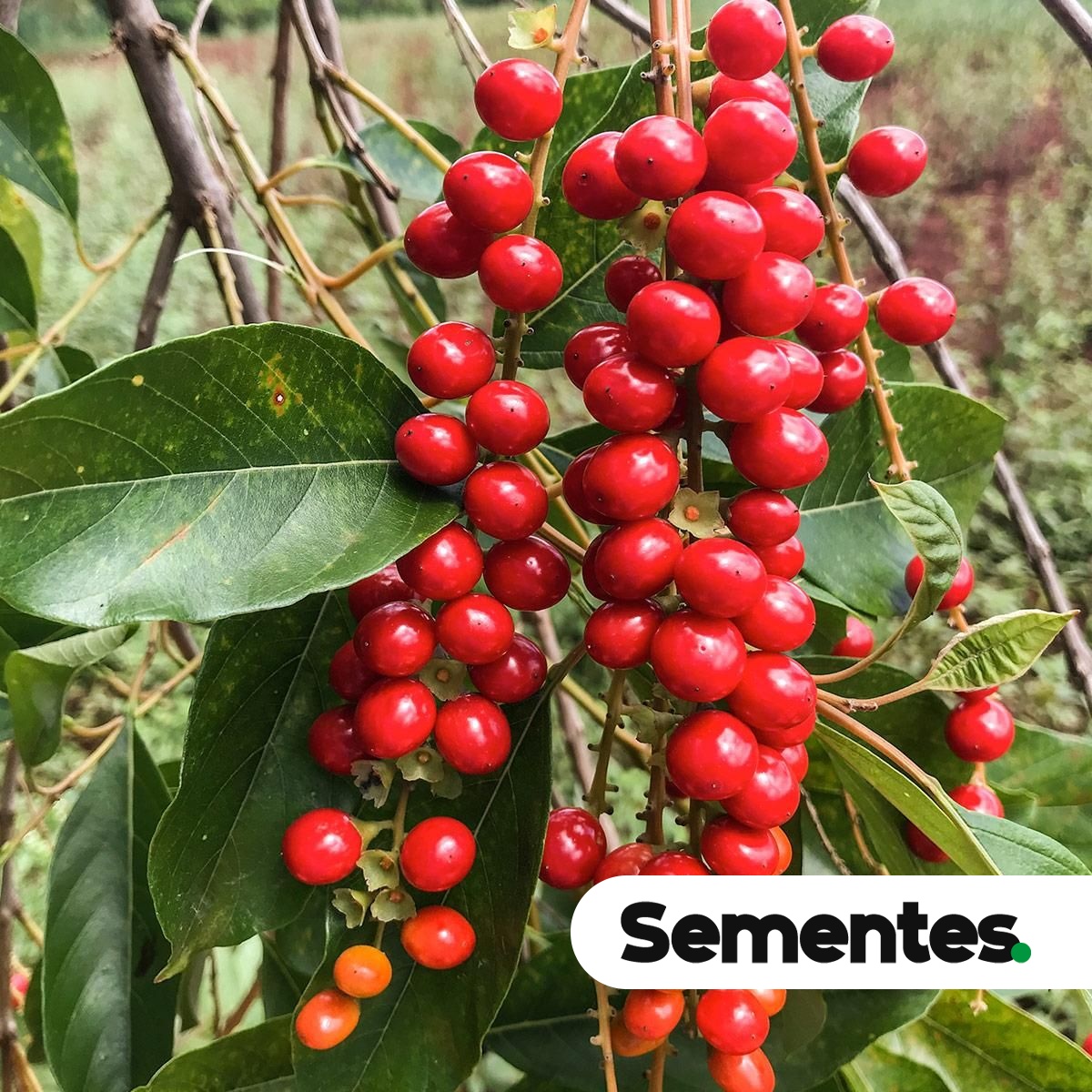 Sementes de tarumã-branco