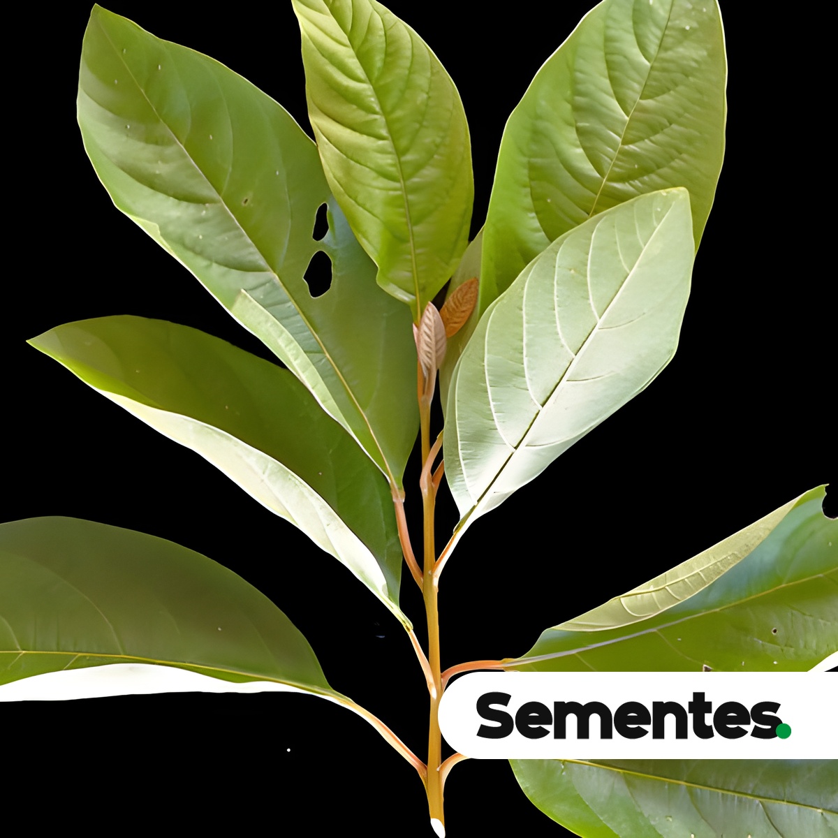 Citharexylum myrianthum Cham. 2