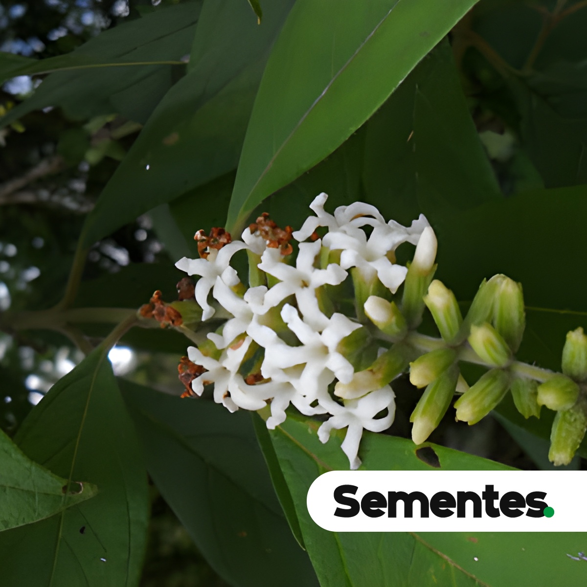 Citharexylum myrianthum Cham. 3